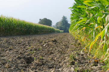 Corn Field with Sunlight in Switzerland.