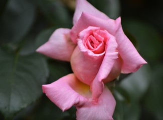 Edelrose