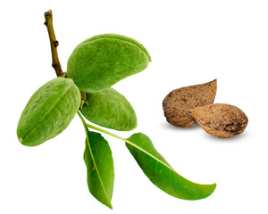 Green almond branch and fruits or nuts isolated on white background. Leaves and young fruits of almond tree.