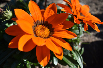 Flor, Naranja, Flower, planta, plant, primavera, spring