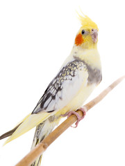 portrait  parrot corella isolated