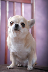 A small Chihuahua dog sits on a chair.