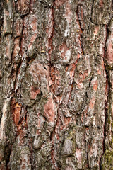 bark of a tree