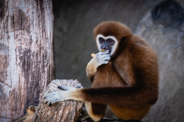 Hylobates lar or Lar Gibbon Monkey eating fruits in the forest