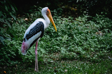 The painted stork (Mycteria leucocephala) is in the forest
