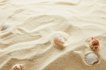 Fototapeta na wymiar textured wavy golden sand background with copy space and seashells