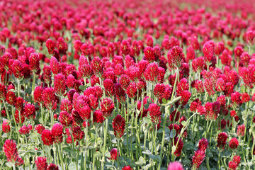 Field of red clover close up.