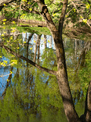 Fototapeta premium Beautiful summer landscape.