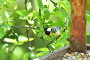 Bird tomtit feeding sunflower on the fodder rack in spring