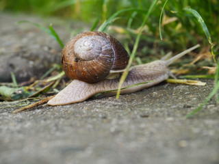 Grape snail crawls on a horizontal concrete surface under the grass