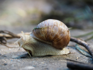 Grape snail crawls on a horizontal concrete surface
