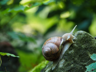 The grape snail crawls up the concrete surface