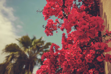 A lifestyle background featuring pink bougainvillea plants and palm trees