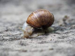 Grape snail crawl on sandy soil