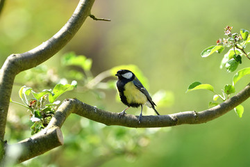 Bird tomtit feeding sunflower on the fodder rack in spring