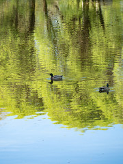 Beautiful summer landscape.