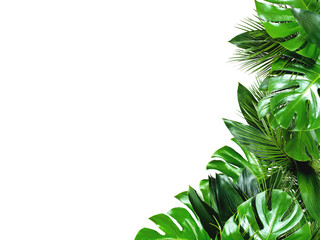 Close up of bouquets of various green fresh tropical leaves isolated on white background with clipping path. Design template. Frame with copy space for text.