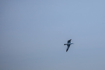 traveling around Istanbul Turkey Bosphorus 