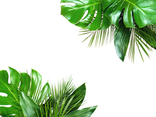 Close up of bouquets of various green fresh tropical leaves isolated on white background with...