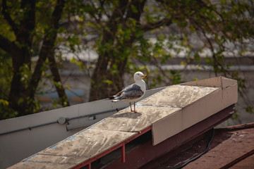traveling around Istanbul Turkey Bosphorus 
