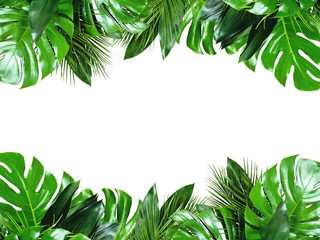 Close up of bouquets of various green fresh tropical leaves isolated on white background with...