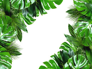 Close up of bouquets of various green fresh tropical leaves isolated on white background with clipping path. Design template. Frame with copy space for text.