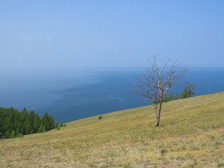 The slope of a hill, a lonely dry tree, a view of the lake. Landscape Olkhon Island.