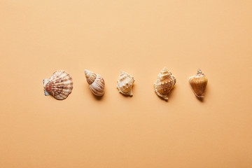 top view of marine seashells in row on beige background