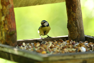 Obraz premium Bird tomtit feeding sunflower on the fodder rack in spring