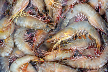 Sea fresh shrimps at street market in Thailand. Seafood concept.