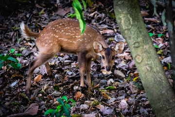 baby wild dear in the forest