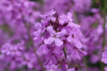 Purple Flowers II 