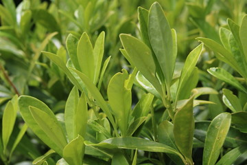 Beautiful Green Leaves...