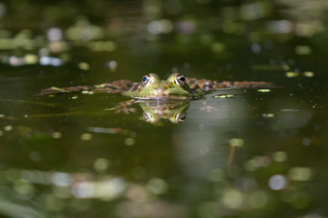 green frog portrait
