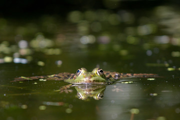 frog in pond closeup