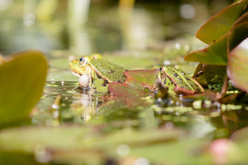 Two frogs on waterlily