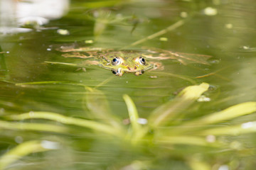 Green frog in water in nature