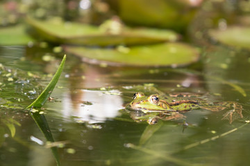 frog in pond