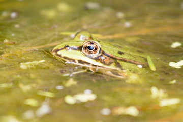 Green frog in a pond macro