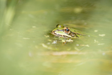 frog in pond macro