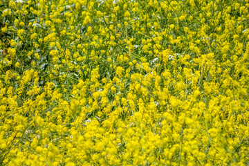 Fields of mustard plants in the Southern California hills