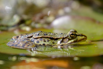green frog from the side
