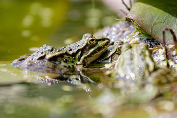 Green frog on leaf in pond