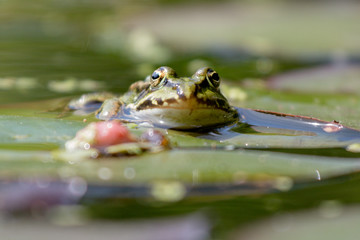 green frog portrait
