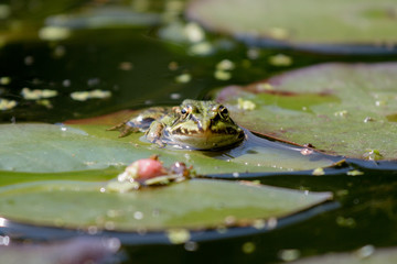 frog in the pond portrait