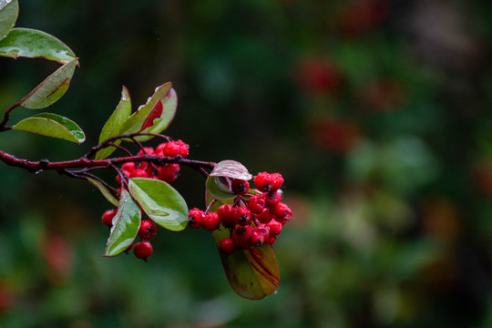 rojo y verde