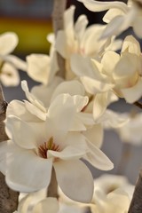 Magnolia flowering in China. White magnolias close-up. Delicate flowers of magnolia.