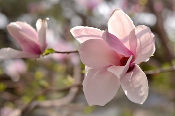 Fototapeta na wymiar Lovely magnolia flowers. Lilac magnolias close-up. Magnolia blossoms in beijing