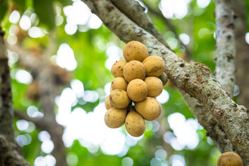 Langsat or Longkong is ready to harvest, too many productive found on the tree. Langsat or Longkong is one type of famous Thai fruit which is productive in summer period. 