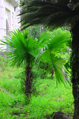 Naklejka premium Green beautiful palm tree.Long Trunk Date Palm Tree.Dates on a palm tree.Dates palm branches with ripe dates.Bunch of barhi dates fruits growing on tropical tree close up.